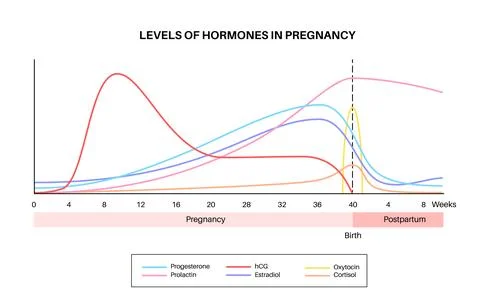 Hormones in pregnancy Stock Illustration