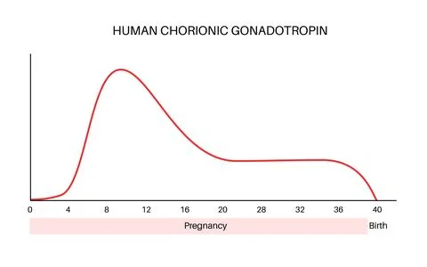 Hormones in pregnancy Stock Illustration