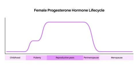 Hormones in pregnancy Stock Illustration