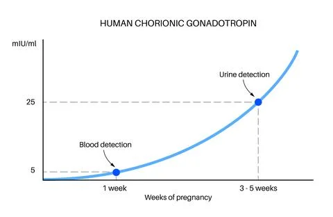 Hormones in pregnancy Stock Illustration