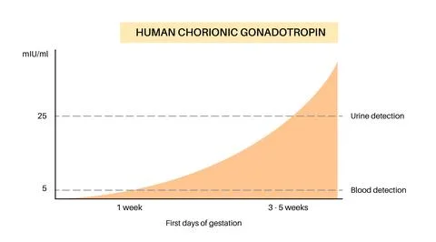 Hormones in pregnancy Stock Illustration