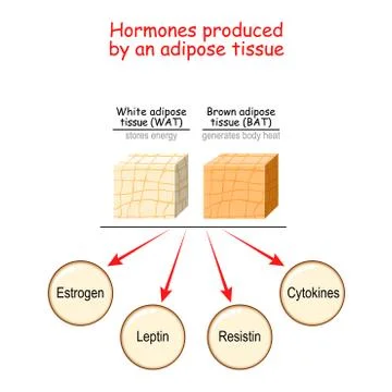 Hormones produced by adipose tissue Stock Illustration