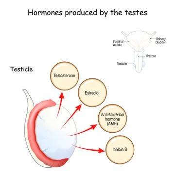 Hormones produced by the testes (testicle). Human endocrine system. Stock Illustration