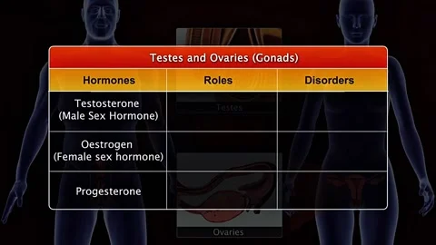 Hormones of testes and ovaries Stock Footage 322547656