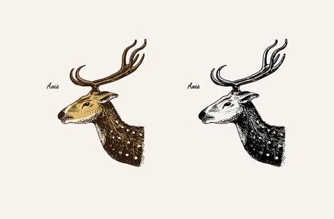 Horn and antlers Animals. Impala, gazelle and greater kudu, fallow deer reindeer Stock Illustration