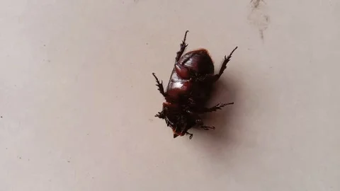 This horn beetle is fast asleep Stock Footage 243720173