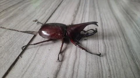 Horn beetle Foto stock