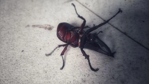 Horn beetle Foto stock