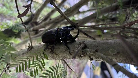 Horn beetle Stockfoto's