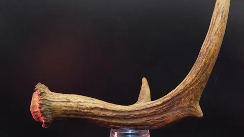 The horn of an elk on a black background Stock Footage 117539615
