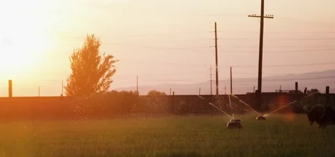 Horn goat running in the field while water being sprinkled Stock Footage 76275520