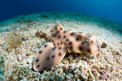 Horn shark Stock Photos