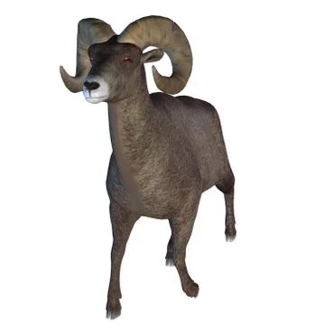 Horn Sheep Stock Illustration