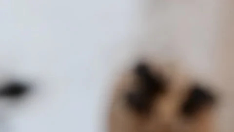 Horn Stingless Bees Video stock 97745840