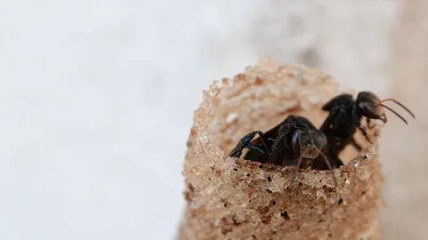 Horn Stingless Bees Stock Footage
