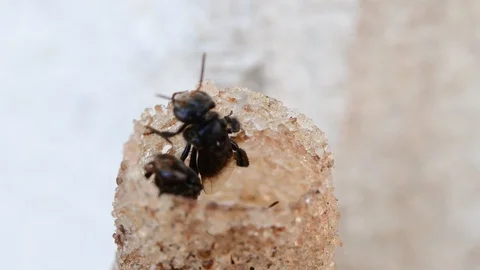 Horn Stingless Bees Video stock 97746102