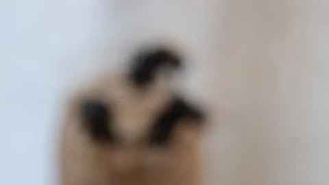 Horn Stingless Bees Video stock 97746332