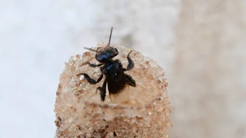 Horn Stingless Bees Video stock 97746435