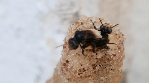 Horn Stingless Bees Video stock 97747868