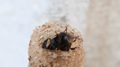 Horn Stingless Bees Video stock 97748227