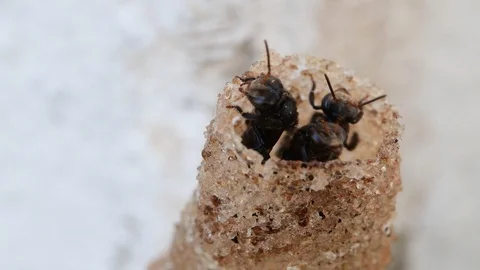 Horn Stingless Bees Video stock 97748560