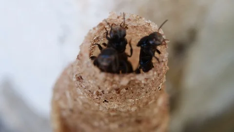 Horn Stingless Bees Video stock 97748628