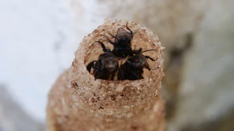Horn Stingless Bees Video stock 97748648