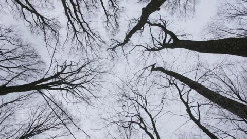 Hornbeam and oak trunks in the forest. Camera movement looking up at treetops. Video stock 246329892