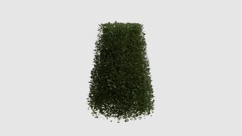 Hornbeam blowing in the wind. Loop Animation. Alpha Channel Video stock 306917114