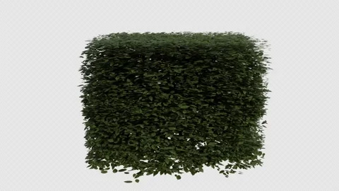 Hornbeam blowing in the wind. Loop Animation. Alpha Channel Video stock 306917938