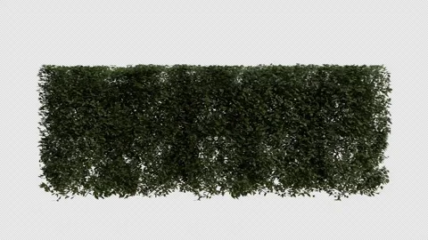 Hornbeam blowing in the wind. Loop Animation. Alpha Channel Video stock 306917983