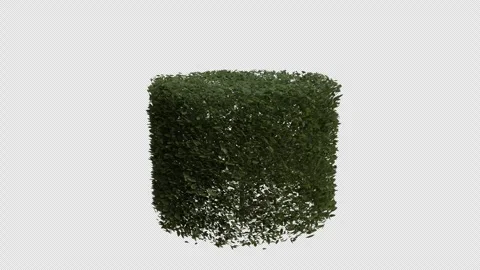 Hornbeam blowing in the wind. Loop Animation. Alpha Channel Video stock 306920222