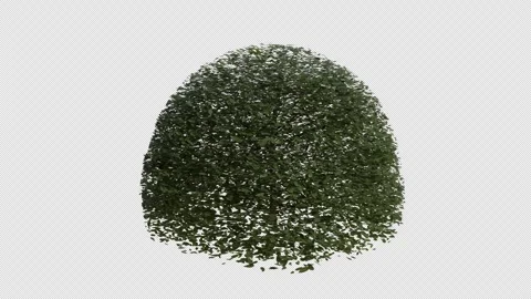 Hornbeam blowing in the wind. Loop Animation. Alpha Channel Video stock 306920411