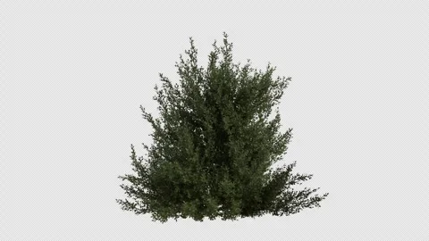 Hornbeam blowing in the wind. Loop Animation. Alpha Channel Stock Footage 306922626