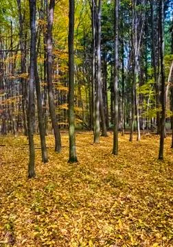 The hornbeam forest Stock Photos