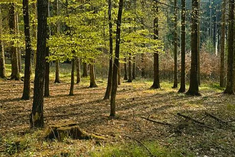 The hornbeam forest Stock Photos