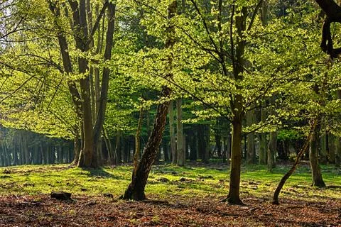 The hornbeam forest Foto stock