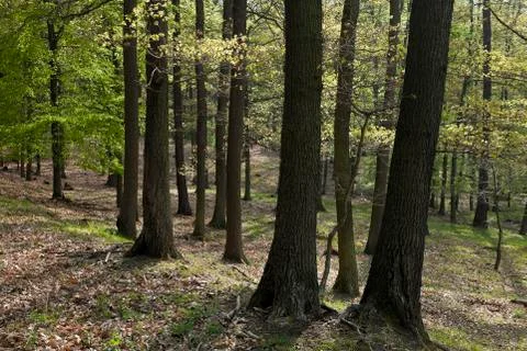 The hornbeam forest Stock Photos