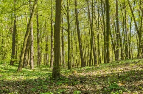  Hornbeam forest Stock Photos