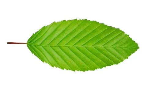 Hornbeam leaf Stock Photos