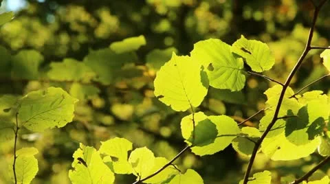 Hornbeam leaves Stock Footage 12029410
