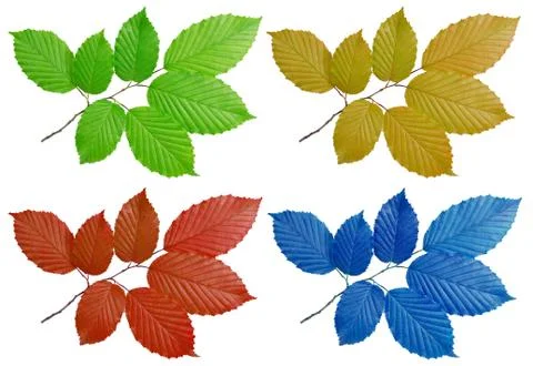 Hornbeam Stock Photos