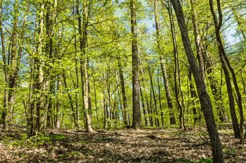 Hornbeam Stock-Fotos
