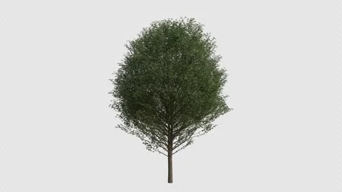 Hornbeam Tree blowing in the wind. Alpha Channel. Loop Animation Stock Footage 278365155