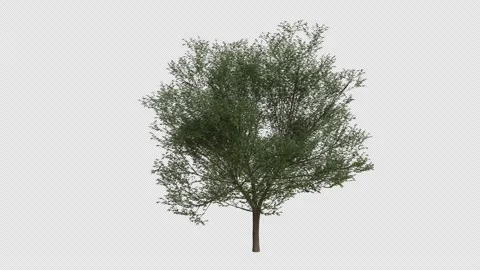 Hornbeam Tree blowing in the wind. Alpha Channel. Loop Animation Stock Footage 278365272