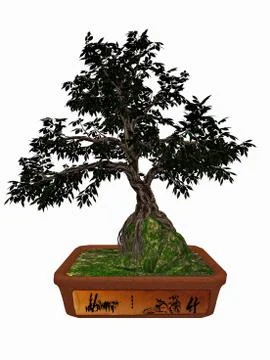 Hornbeam tree bonsai - 3D render Stock Illustration