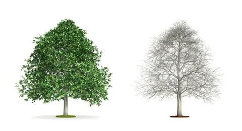 Hornbeam tree. Stock Illustration