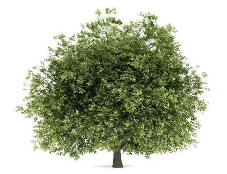 Hornbeam tree isolated on white background Stock Illustration