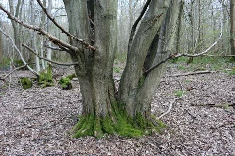 Hornbeam tree Stock Photos