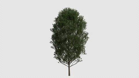 Hornbeam Tree Swaying in Wind Loop Animation with Alpha Channel Stock Footage 334996072